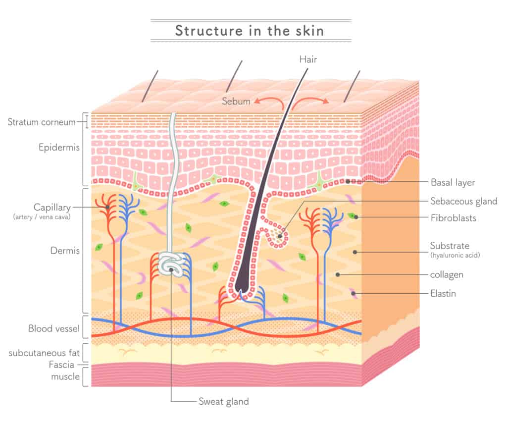 What Is Fascia?