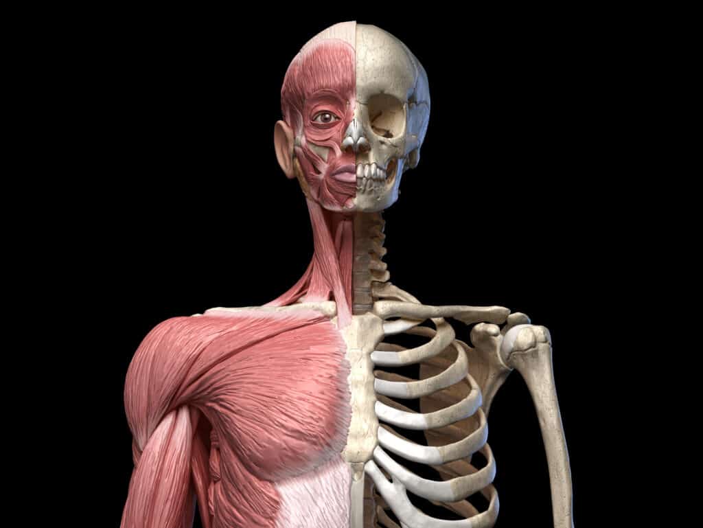 Human body, torso skeletal and muscular systems, front view on black background. 3d anatomy illustration.