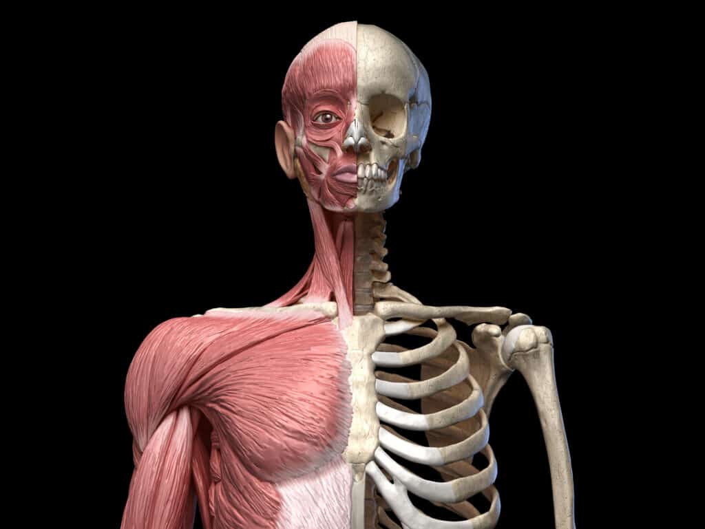 Human body, torso skeletal and muscular systems, front view Human body, torso skeletal and muscular systems, front view on black background. 3d anatomy illustration.