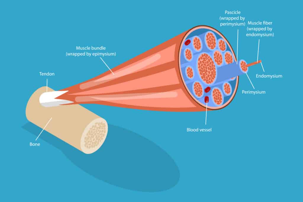 breakdown of fascia and muscle