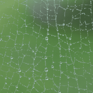 Fascia can act like an internal spiderwebs or mesh