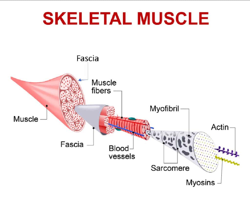 the fascial system