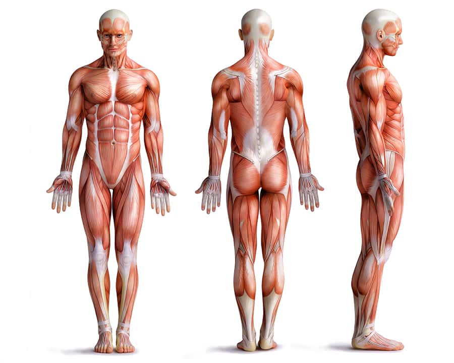 the fascia and muscular systems