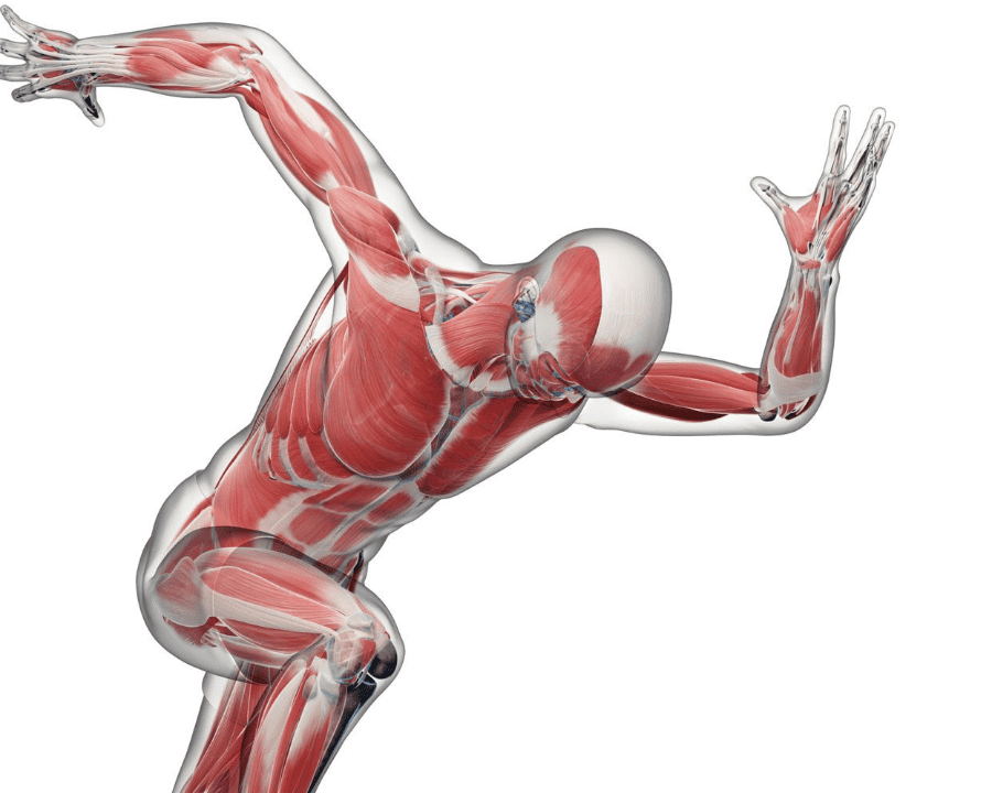 role of fascia in the body